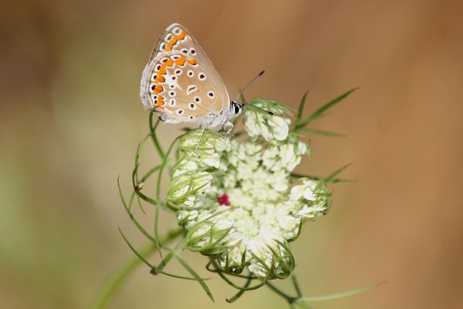 Tutti Polyommatus icarus M e F ???